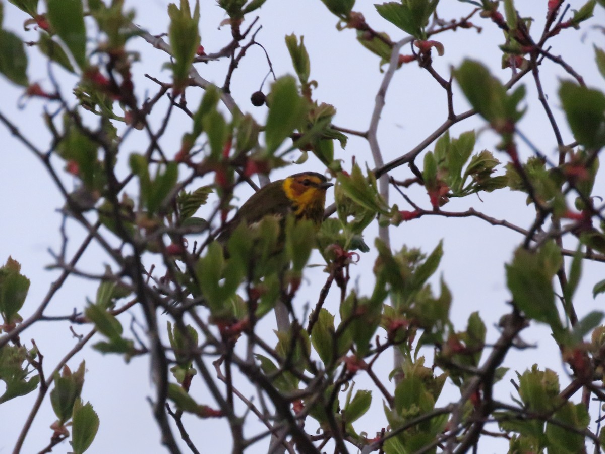 Cape May Warbler - ML647040304