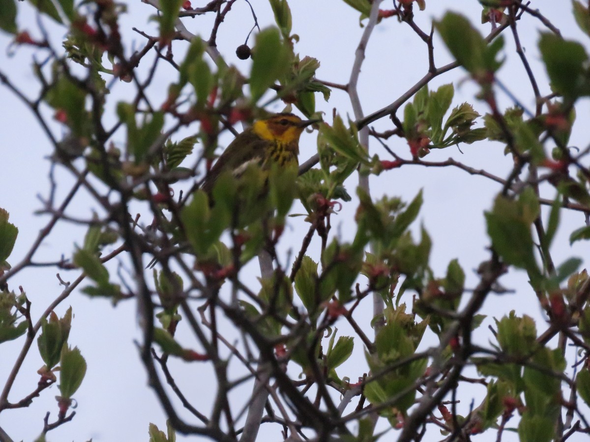 Cape May Warbler - ML647040305