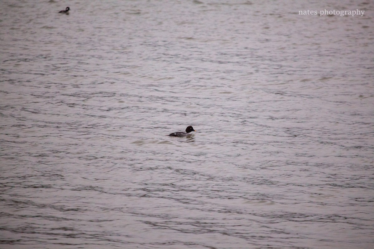 Common Goldeneye - ML647040307
