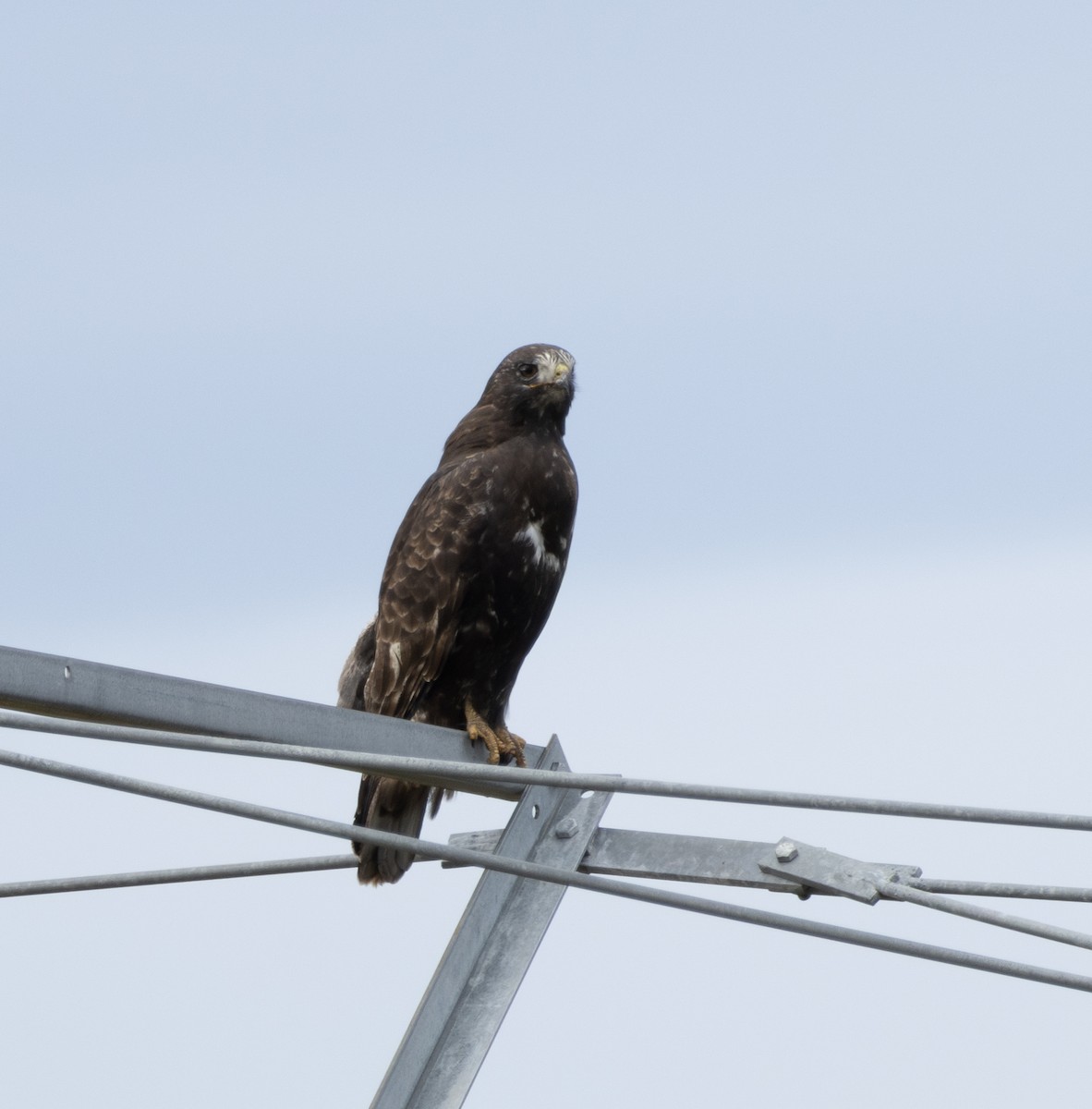 káně rudochvostá (ssp. harlani) - ML647040308