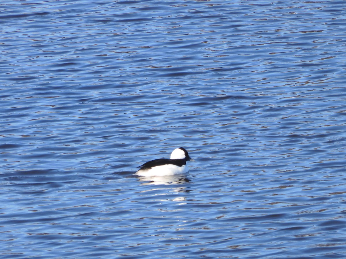 Bufflehead - ML647040309