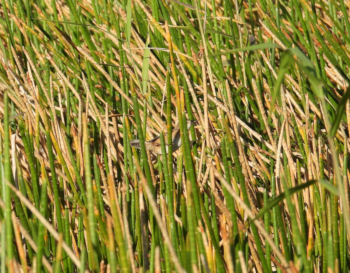Marsh Wren - ML647040310