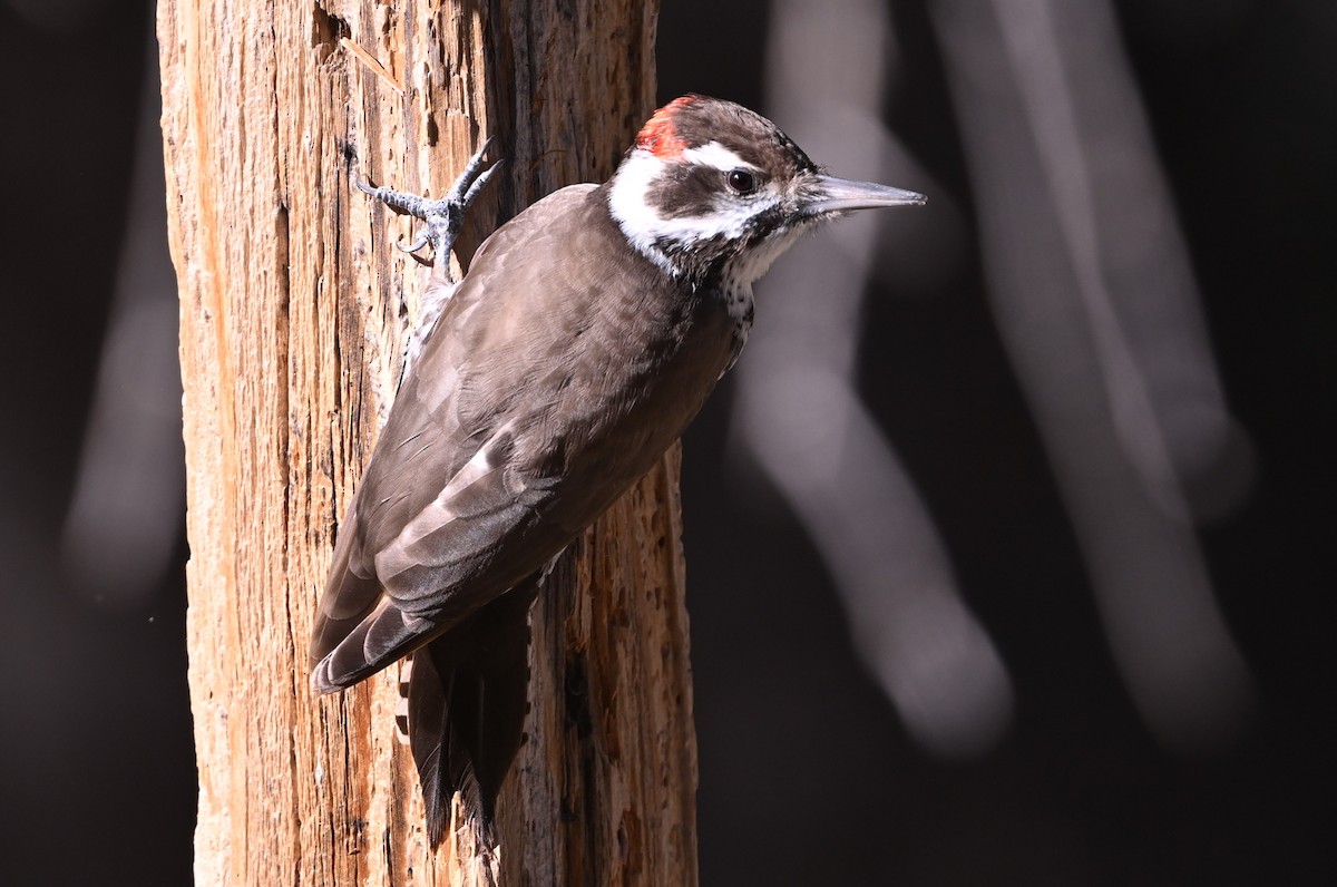 Arizona Woodpecker - ML647040311