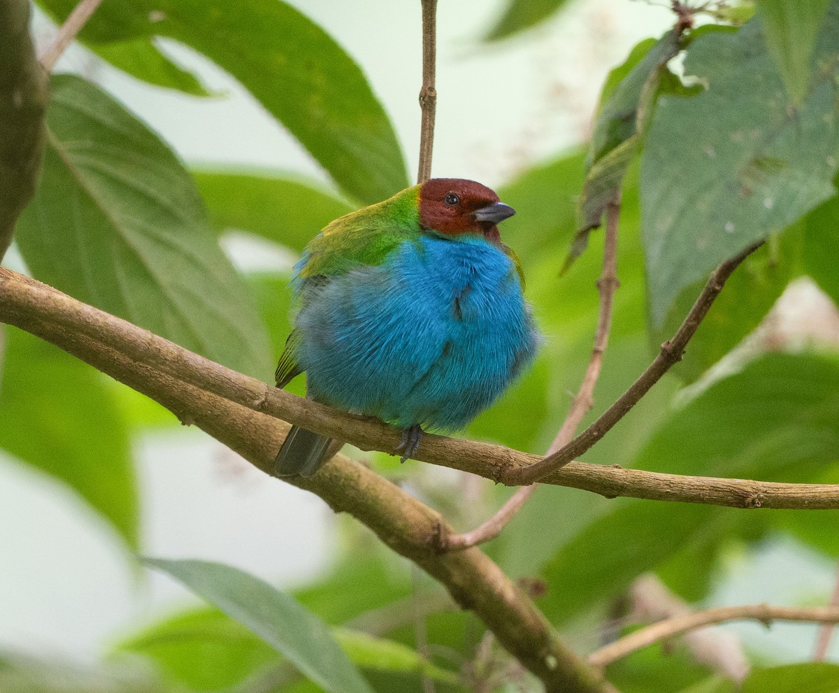 チャガシラフウキンチョウ - ML647040312