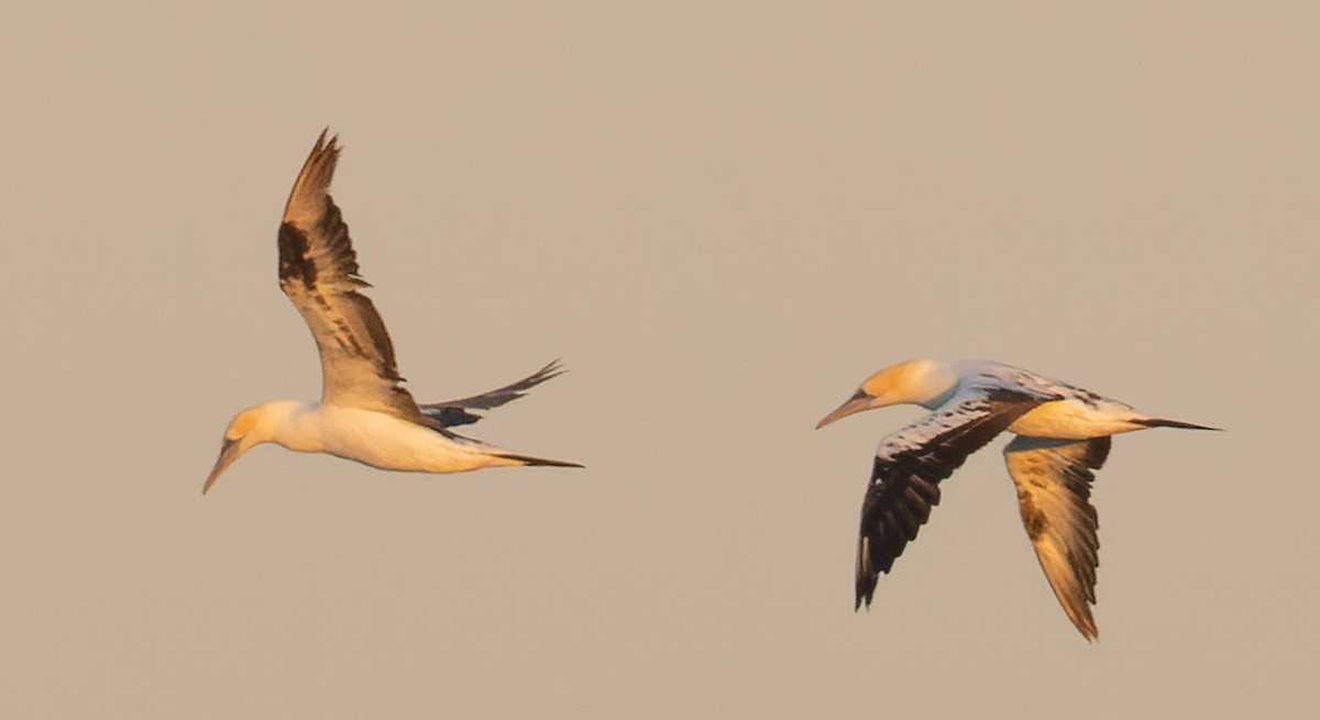 Australasian Gannet - ML647040313