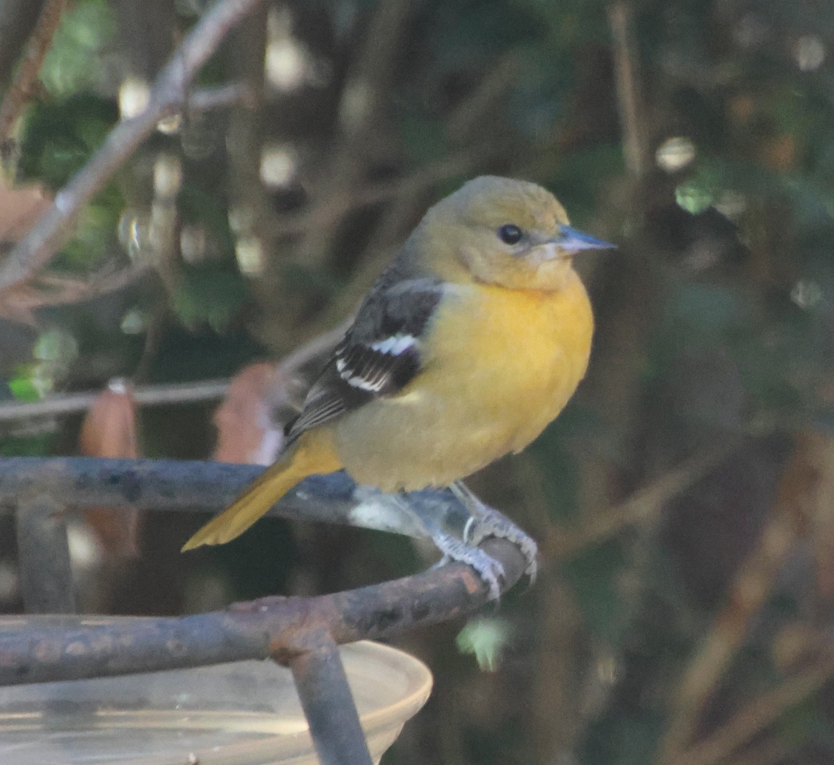 Baltimore Oriole - ML647040314