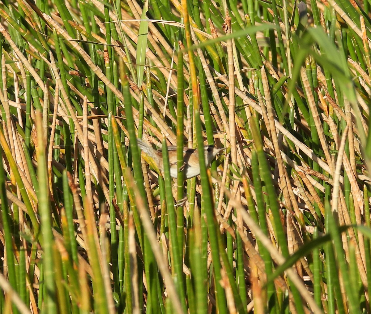 Marsh Wren - ML647040315