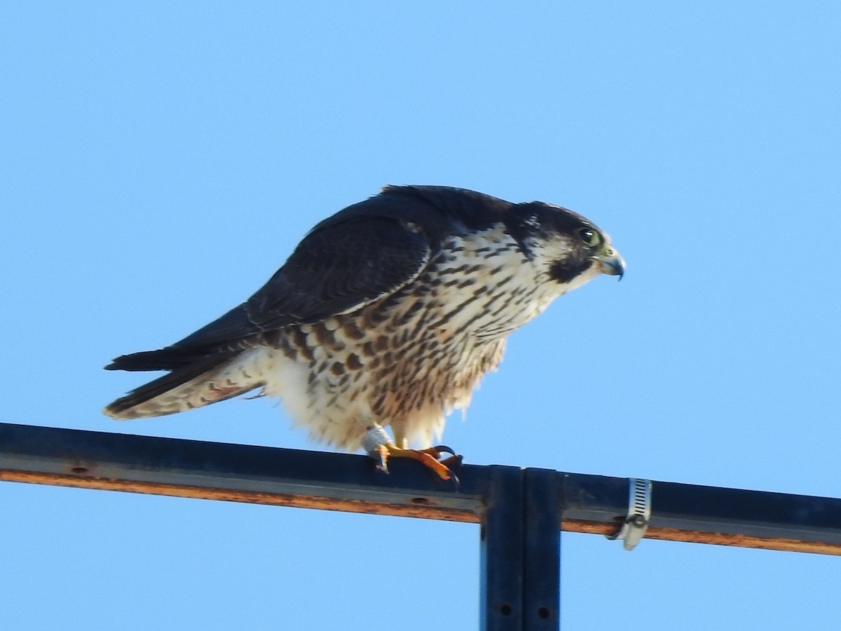 Peregrine Falcon - ML647040317