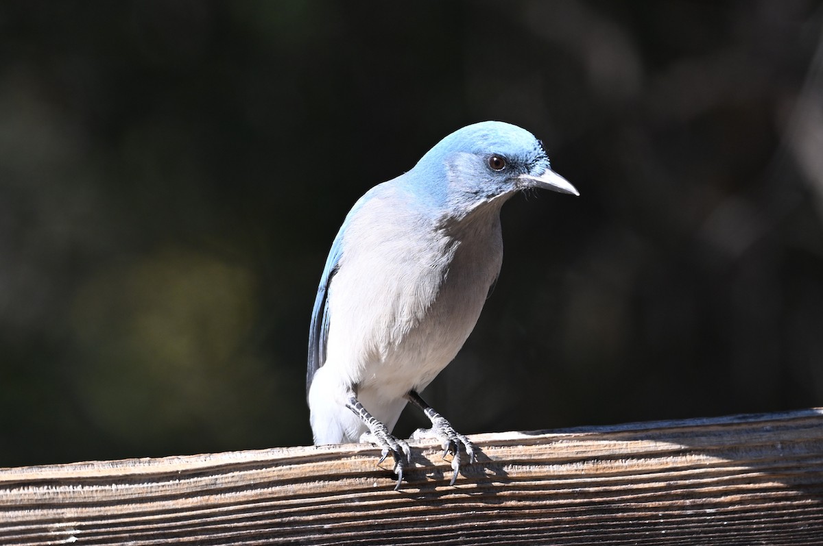 Mexican Jay - ML647040318
