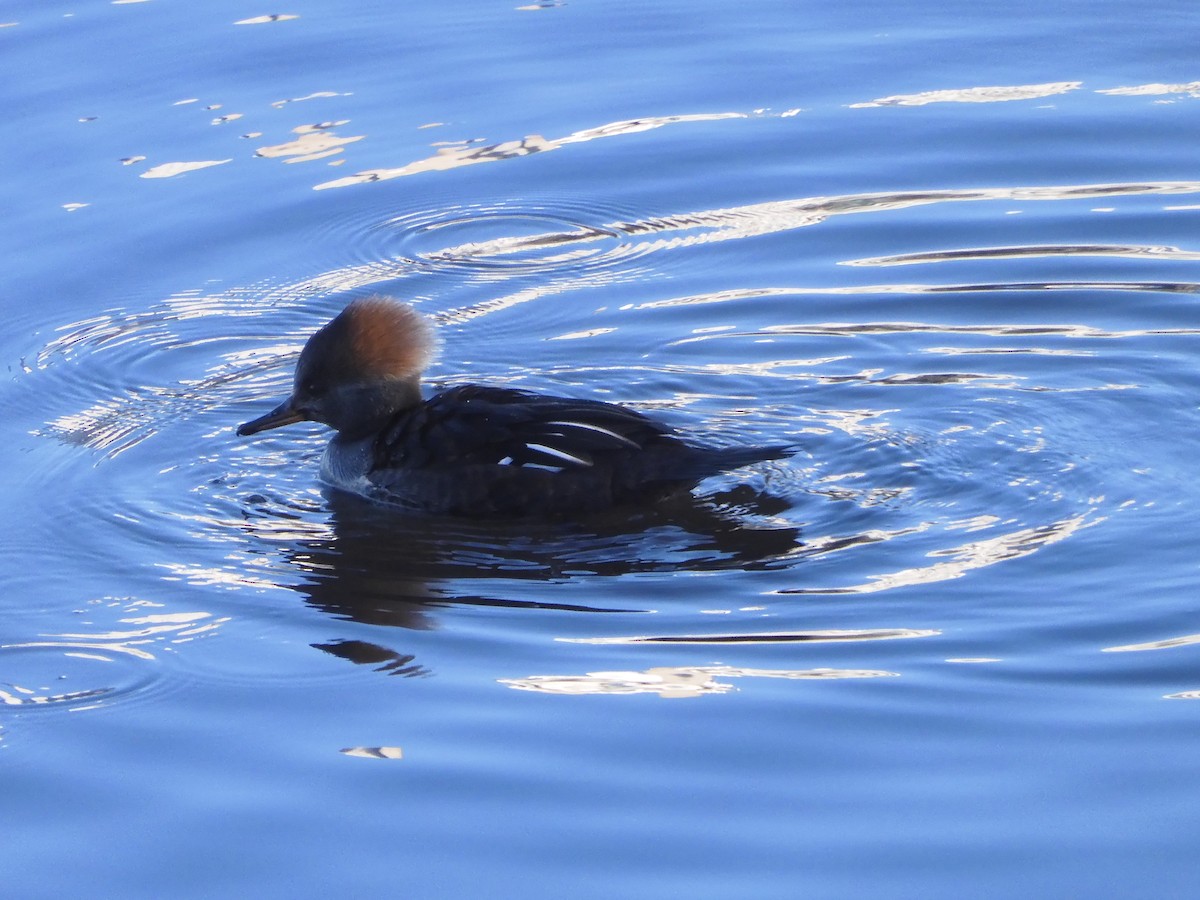 Hooded Merganser - ML647040319