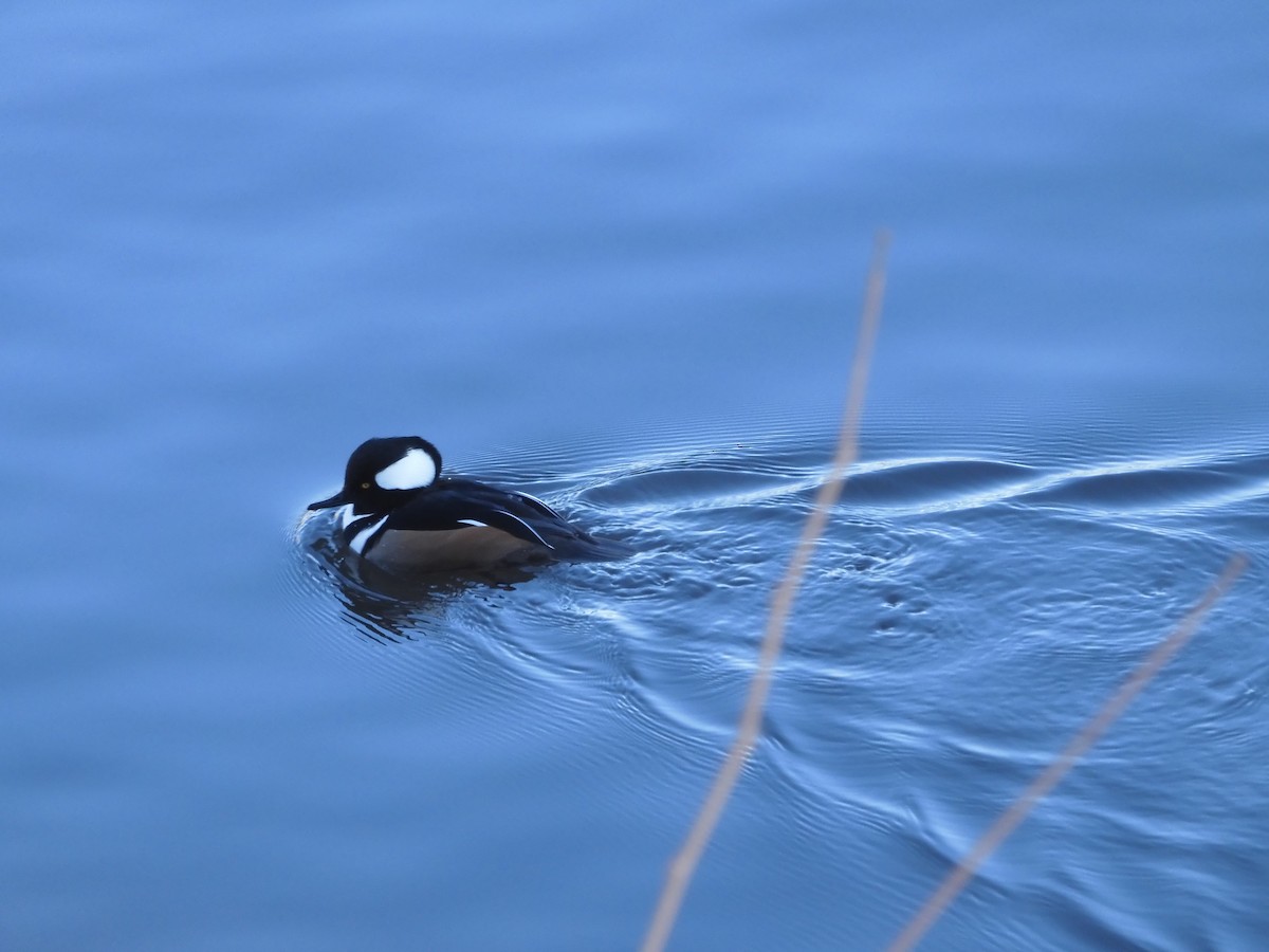 Hooded Merganser - ML647040320