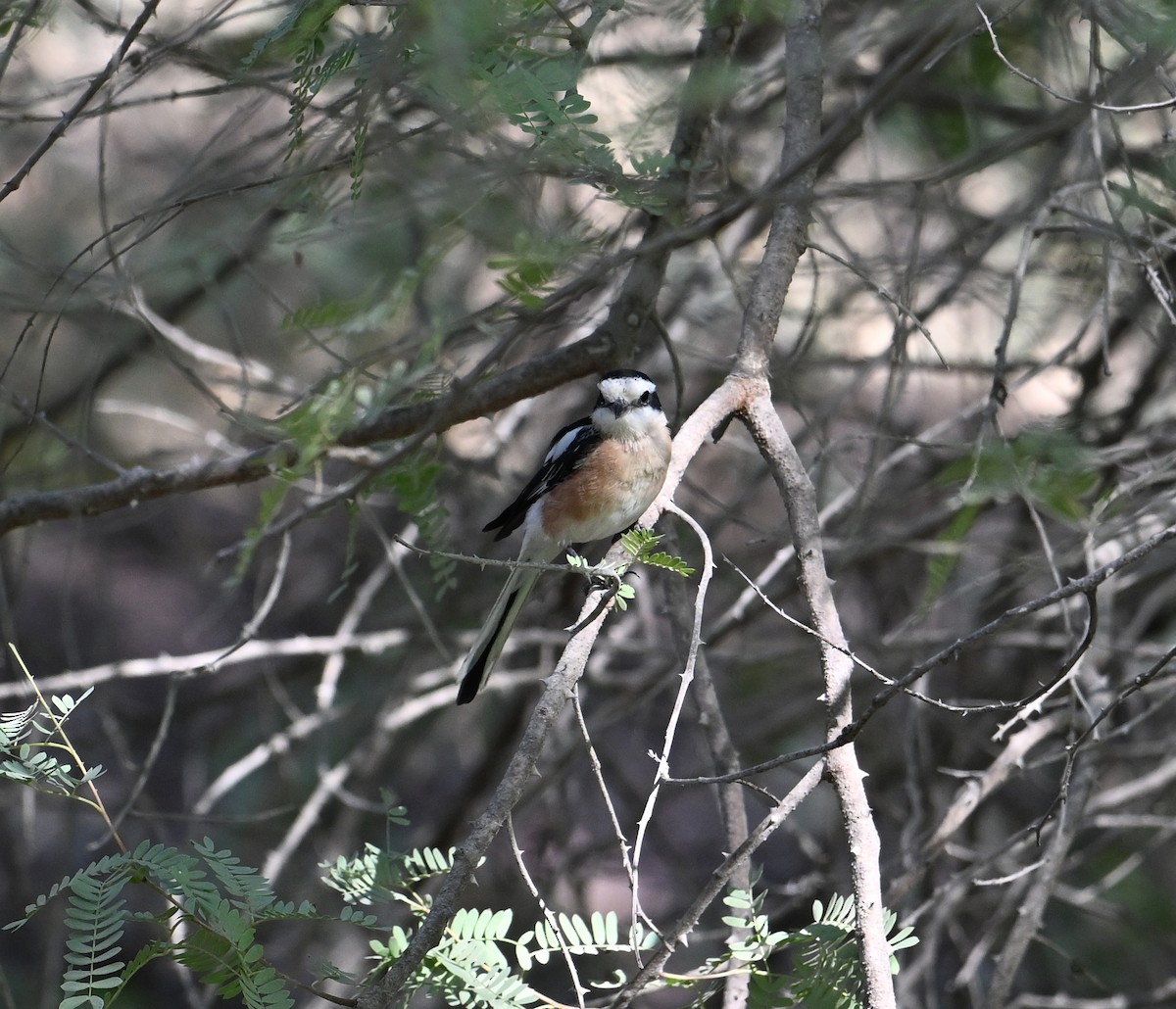 Masked Shrike - ML647040321
