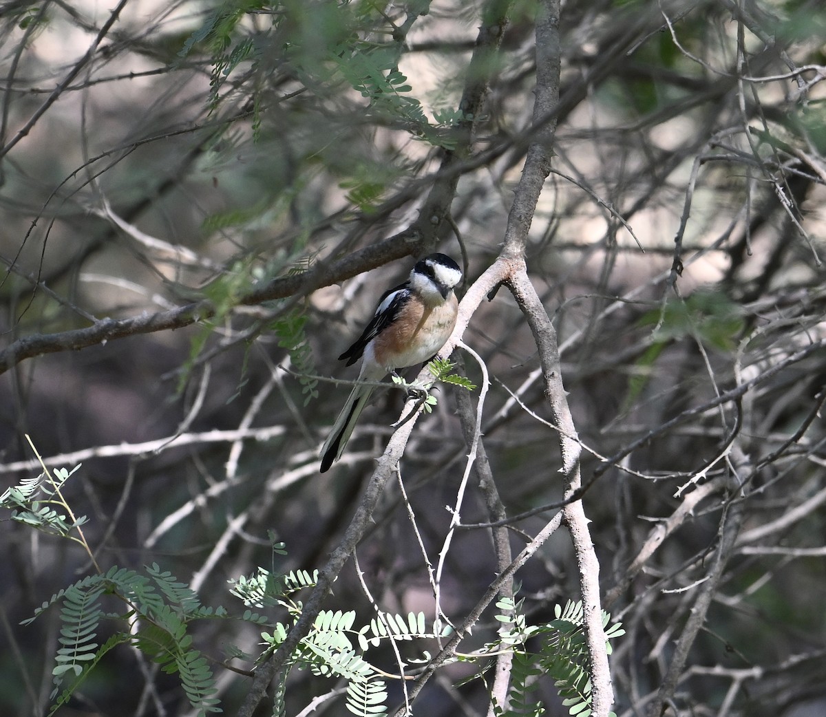 Masked Shrike - ML647040322