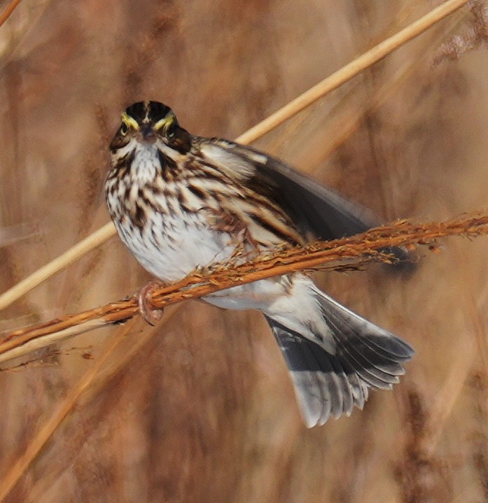 Savannah Sparrow - ML647040323
