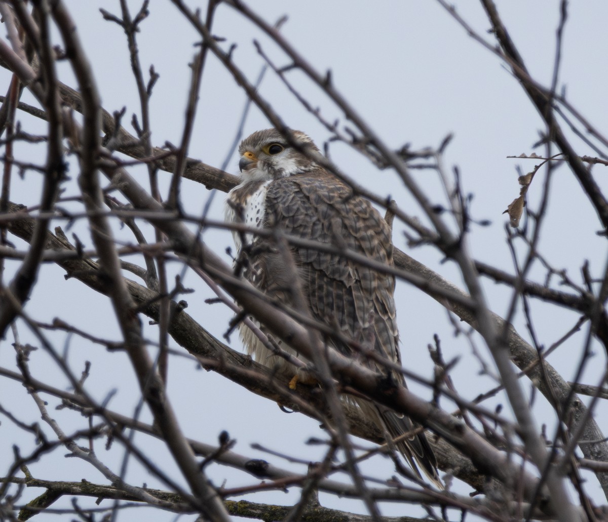 Prairie Falcon - ML647040324