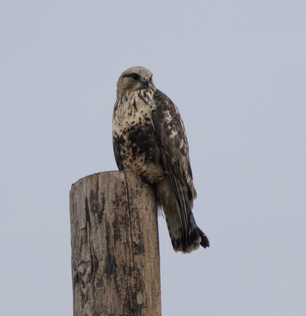 Rough-legged Hawk - ML647040325