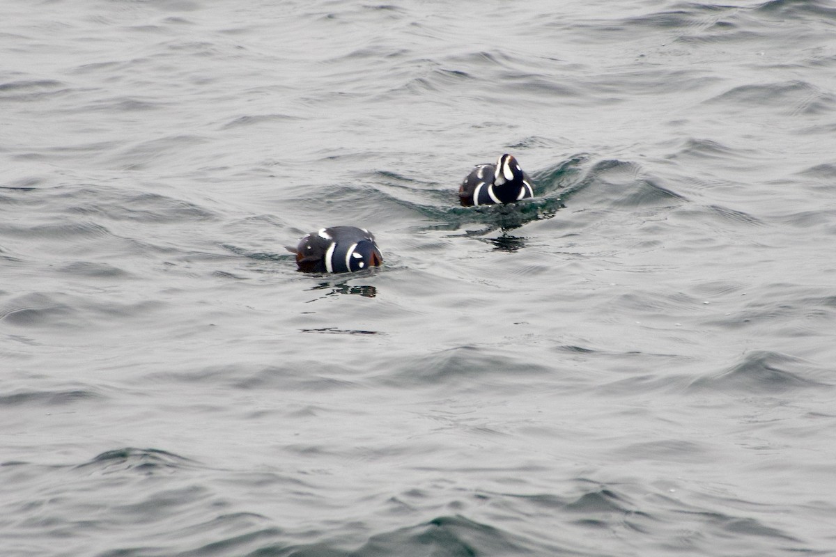 Palyaço Ördeği - ML647040326