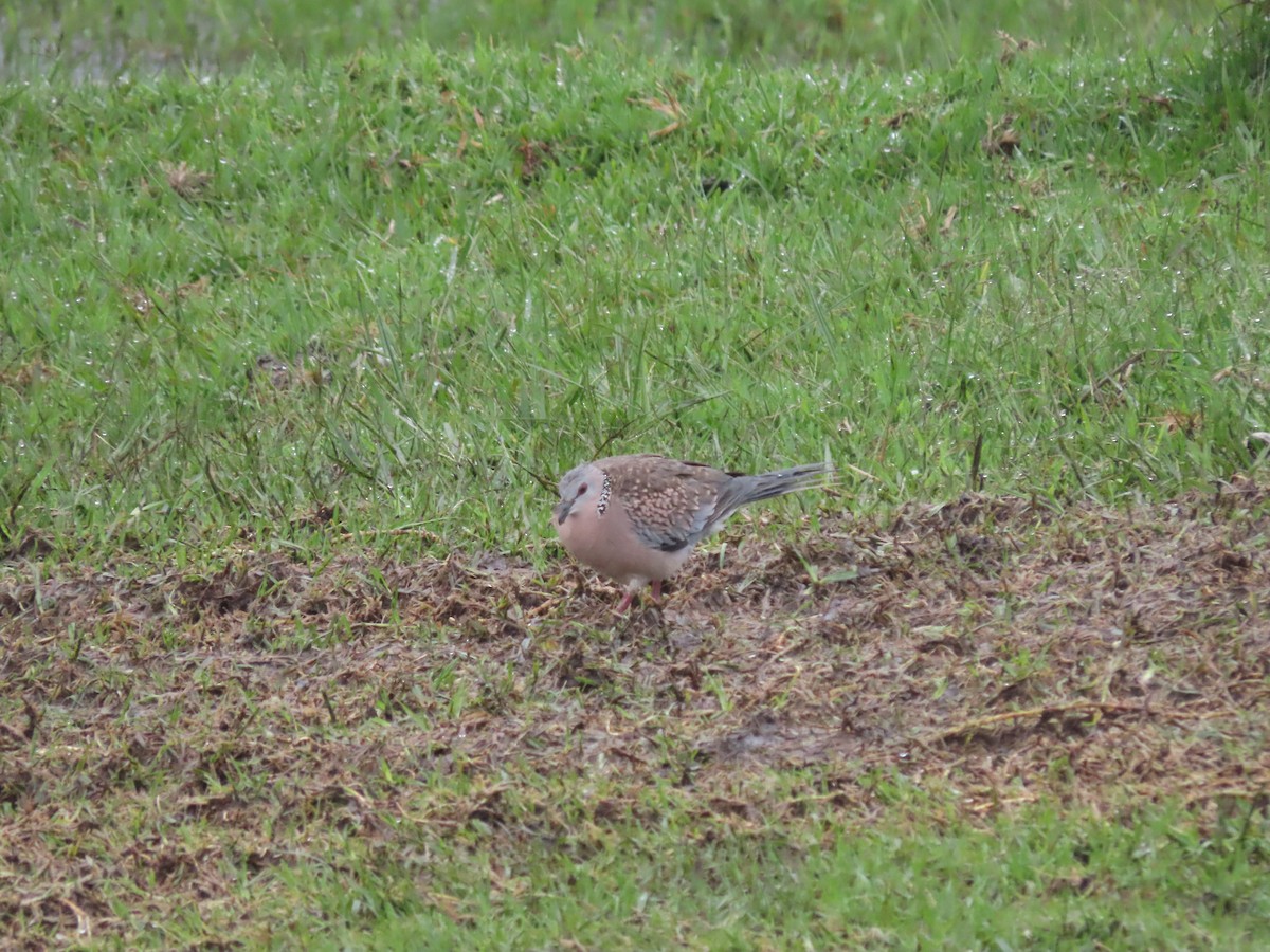 Spotted Dove - ML647040327