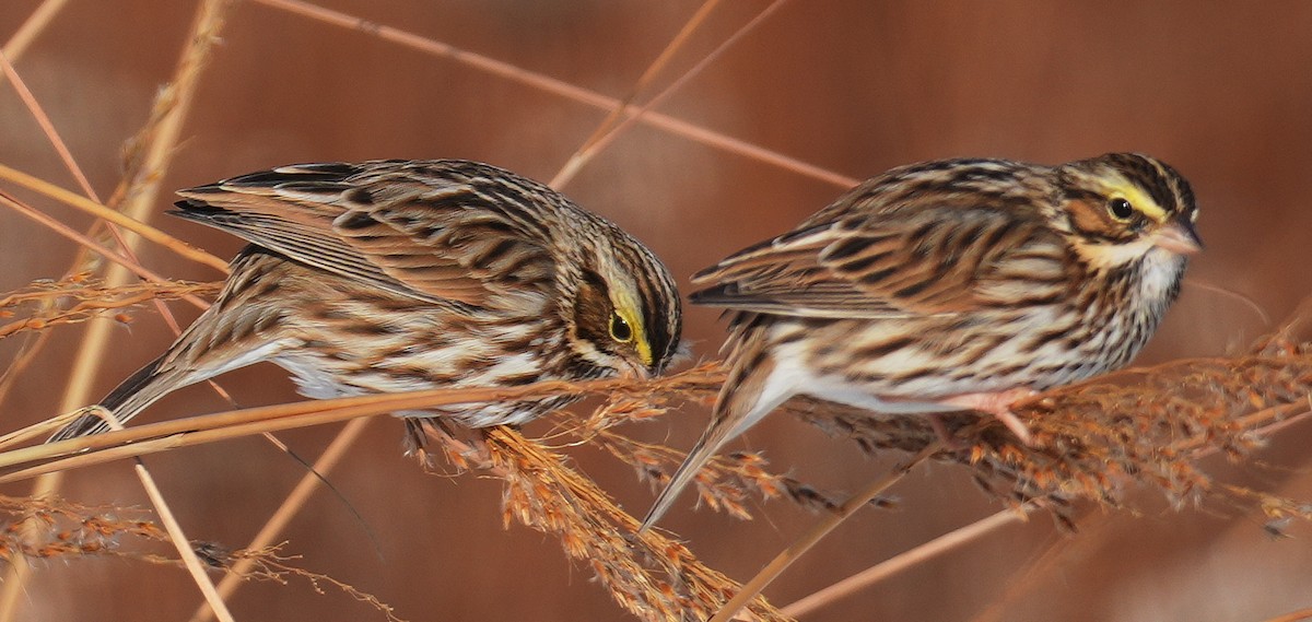 Savannah Sparrow - ML647040328