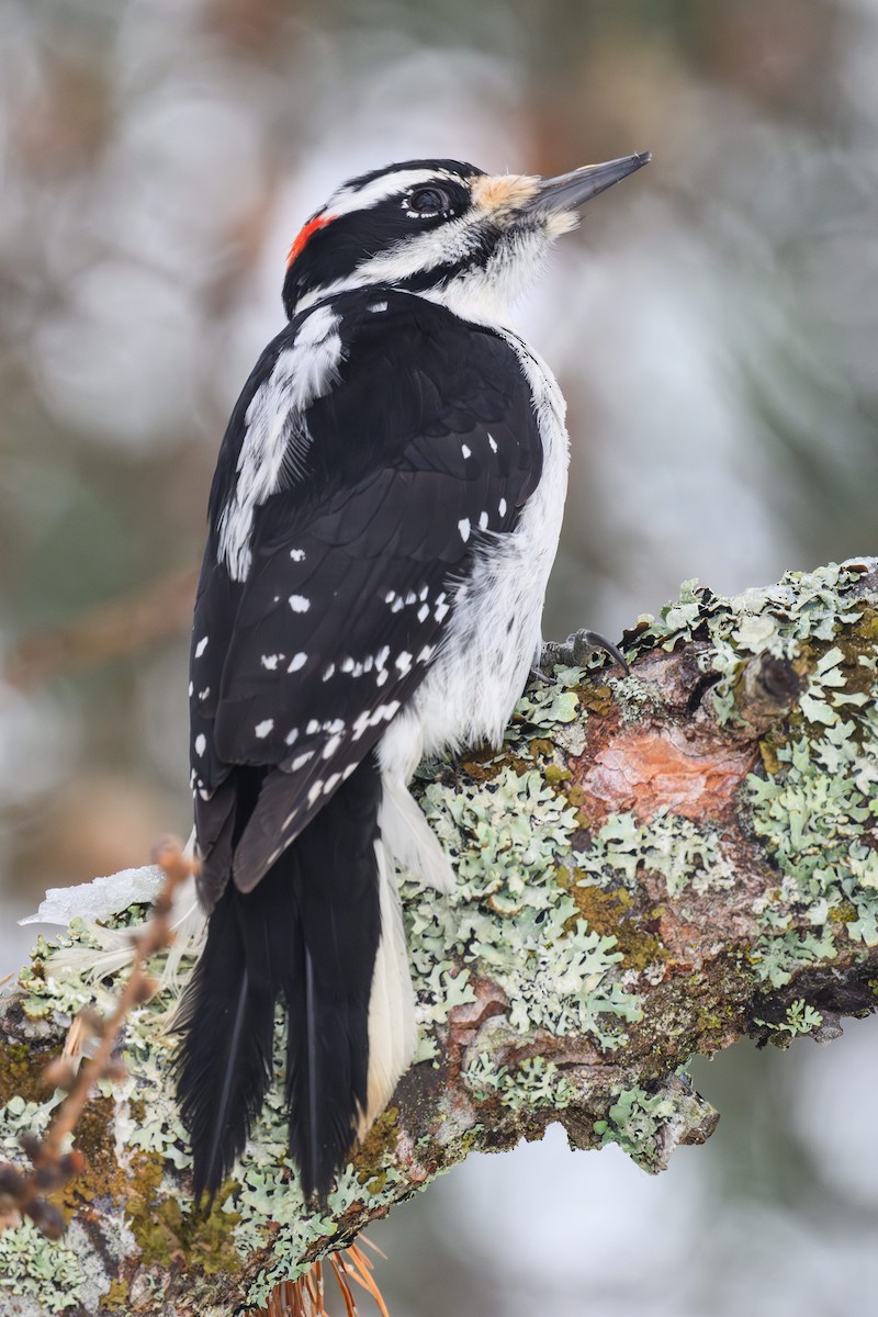 Hairy Woodpecker - ML647040330