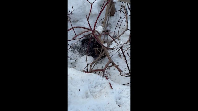 Пастушок віргінський - ML647040332