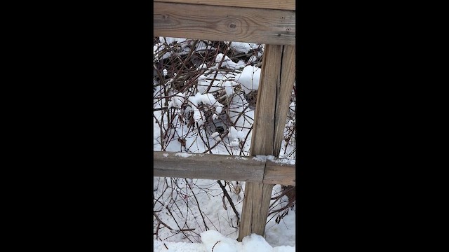 Пастушок віргінський - ML647040333