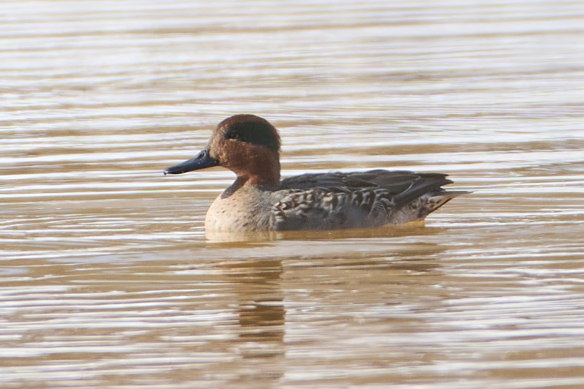 コガモ - ML647040339