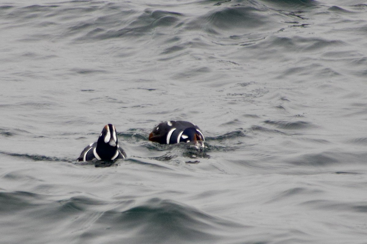 Palyaço Ördeği - ML647040342