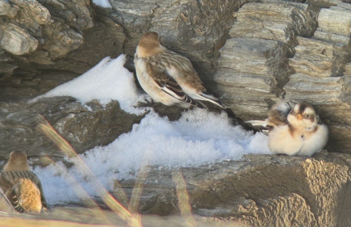 Zigolo delle nevi - ML647040345