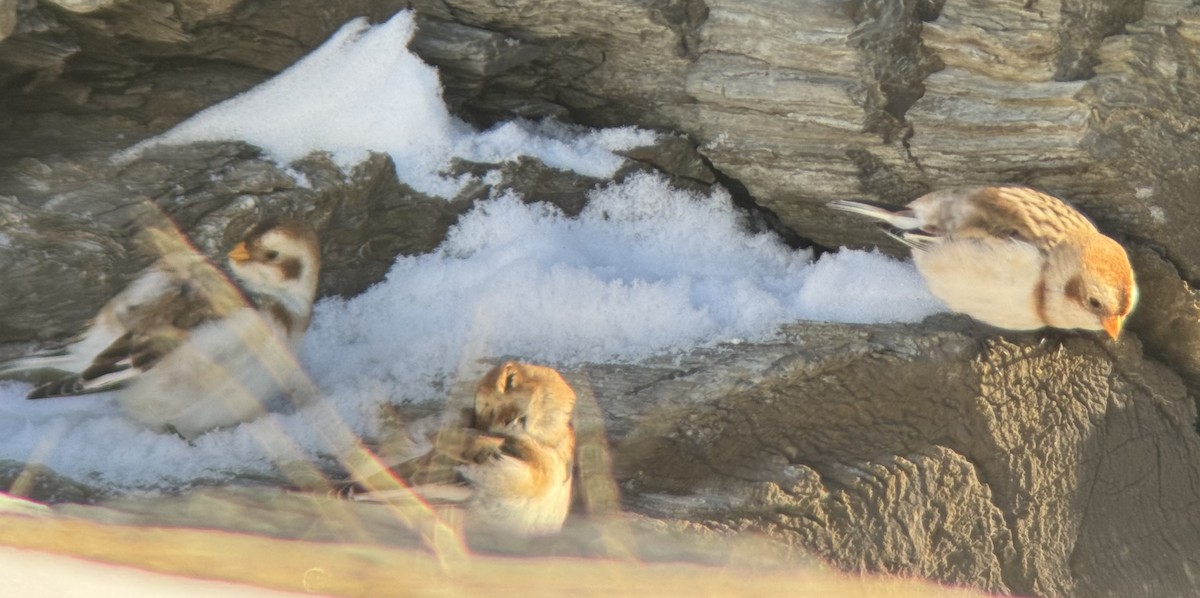 Zigolo delle nevi - ML647040346