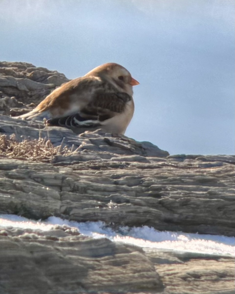 Zigolo delle nevi - ML647040347