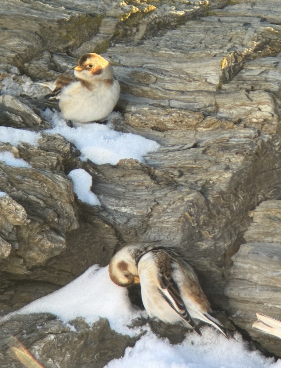 Zigolo delle nevi - ML647040348