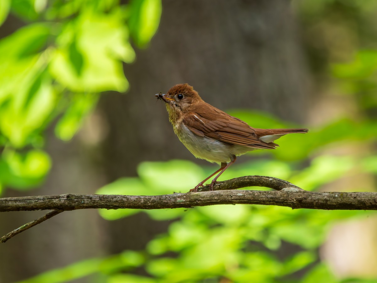 Veery - ML647040356