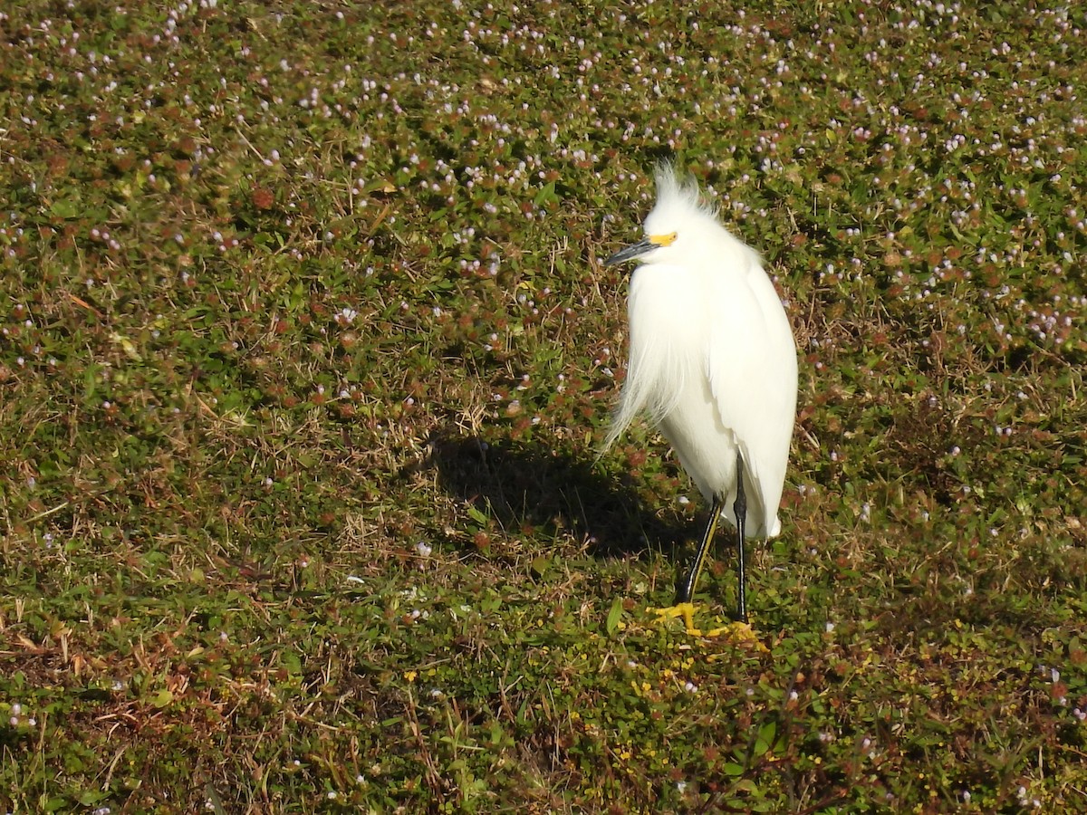 Garceta Nívea - ML647040357