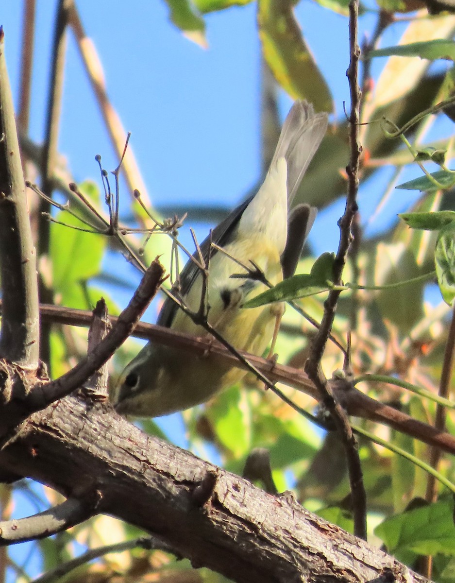 Black-throated Blue Warbler - ML647040359