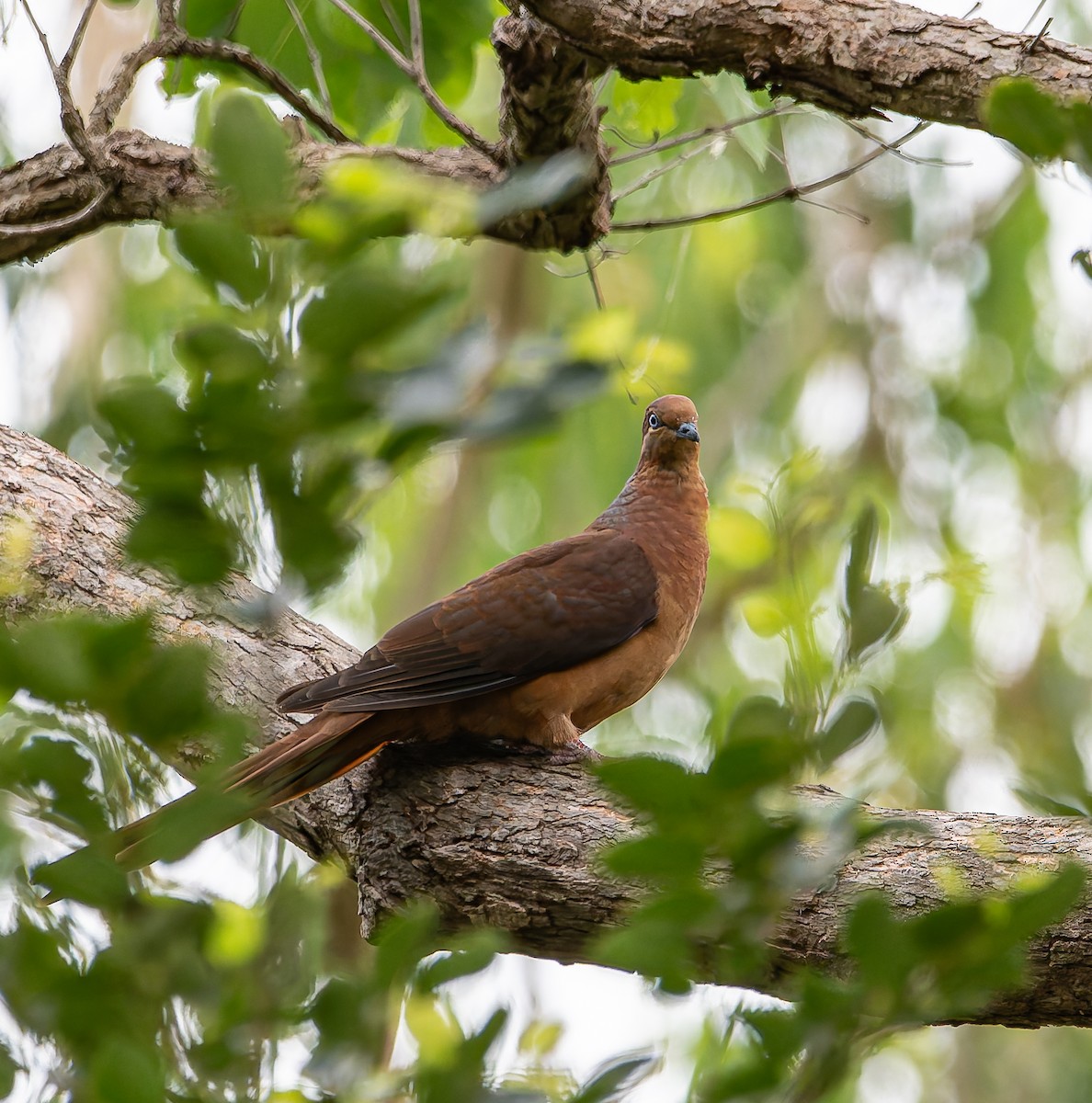 kanelgjøkdue - ML647040365