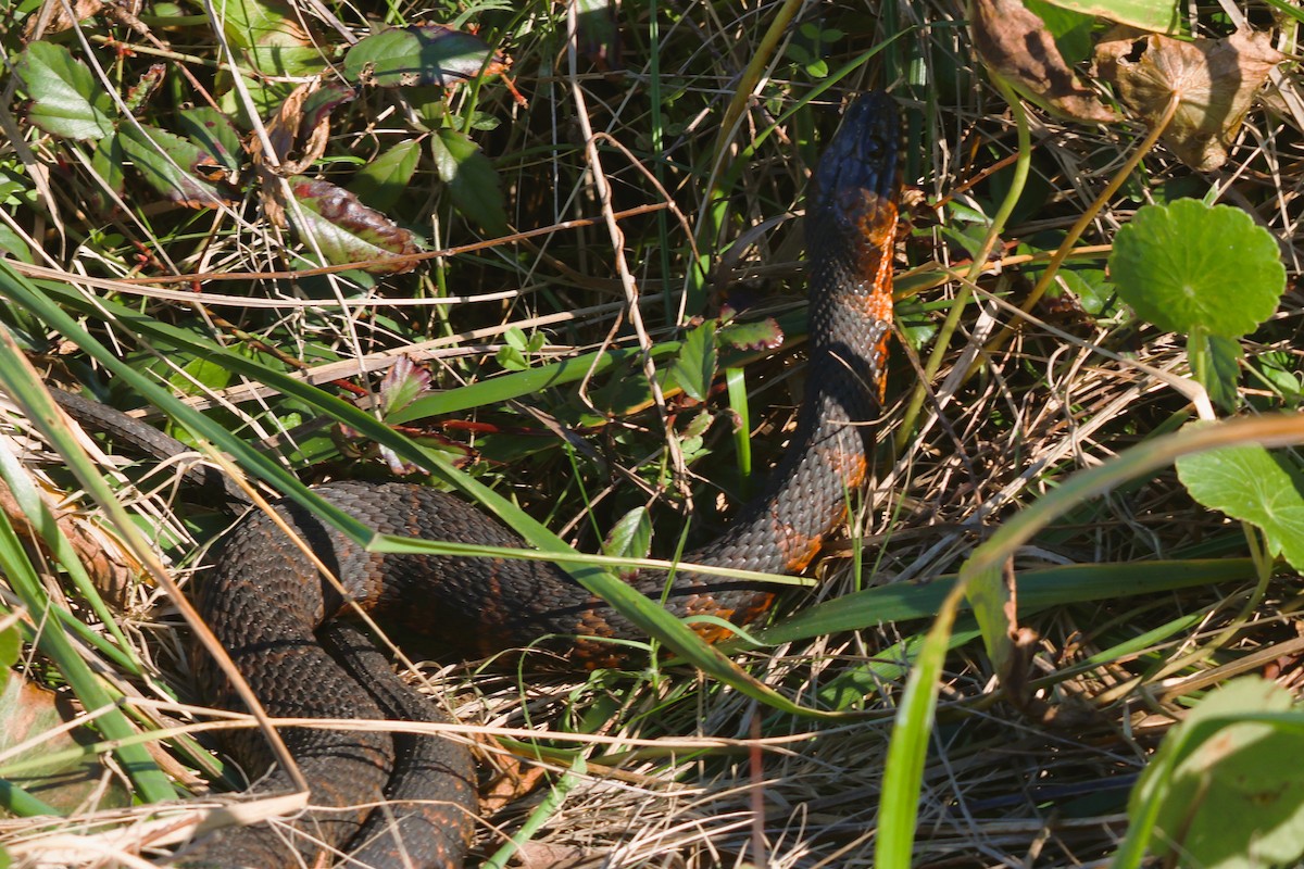Carolina Watersnake - ML647040366