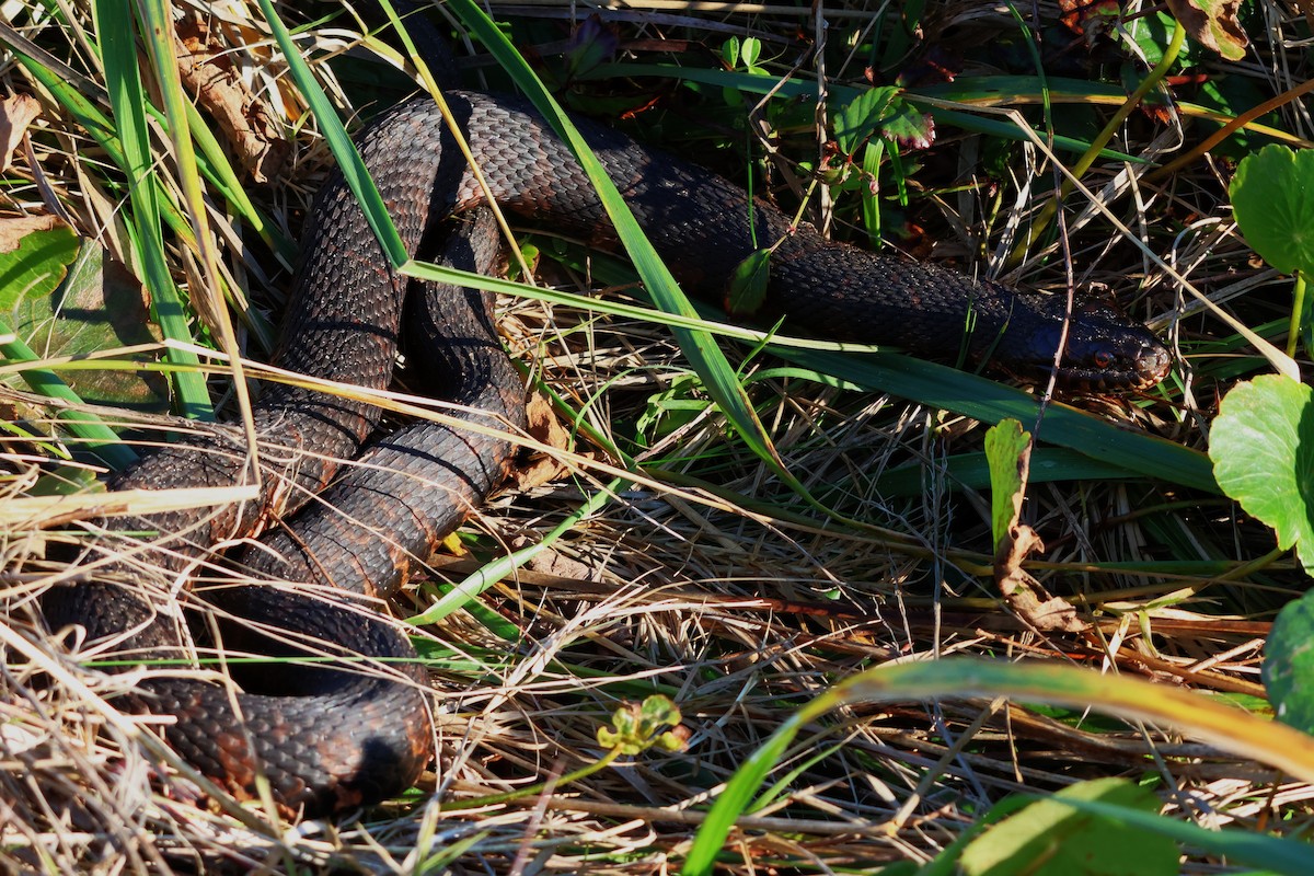 Carolina Watersnake - ML647040367