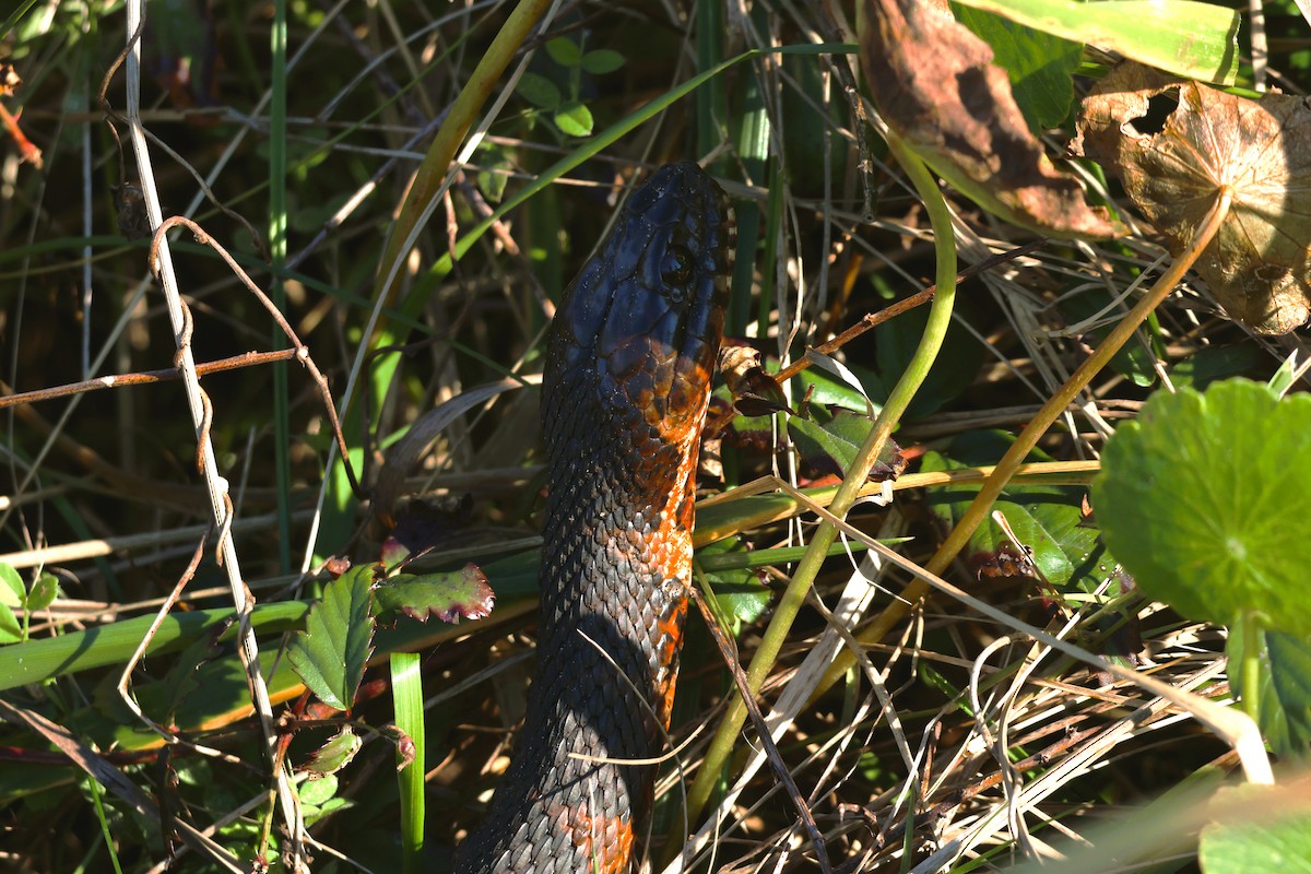 Carolina Watersnake - ML647040368