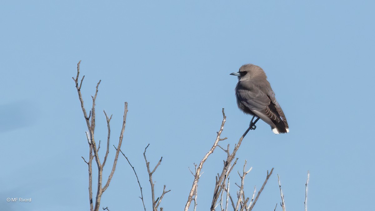 Black-faced Woodswallow - ML647040370