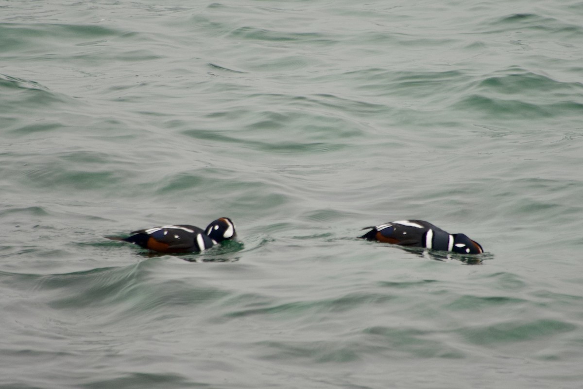 Palyaço Ördeği - ML647040381