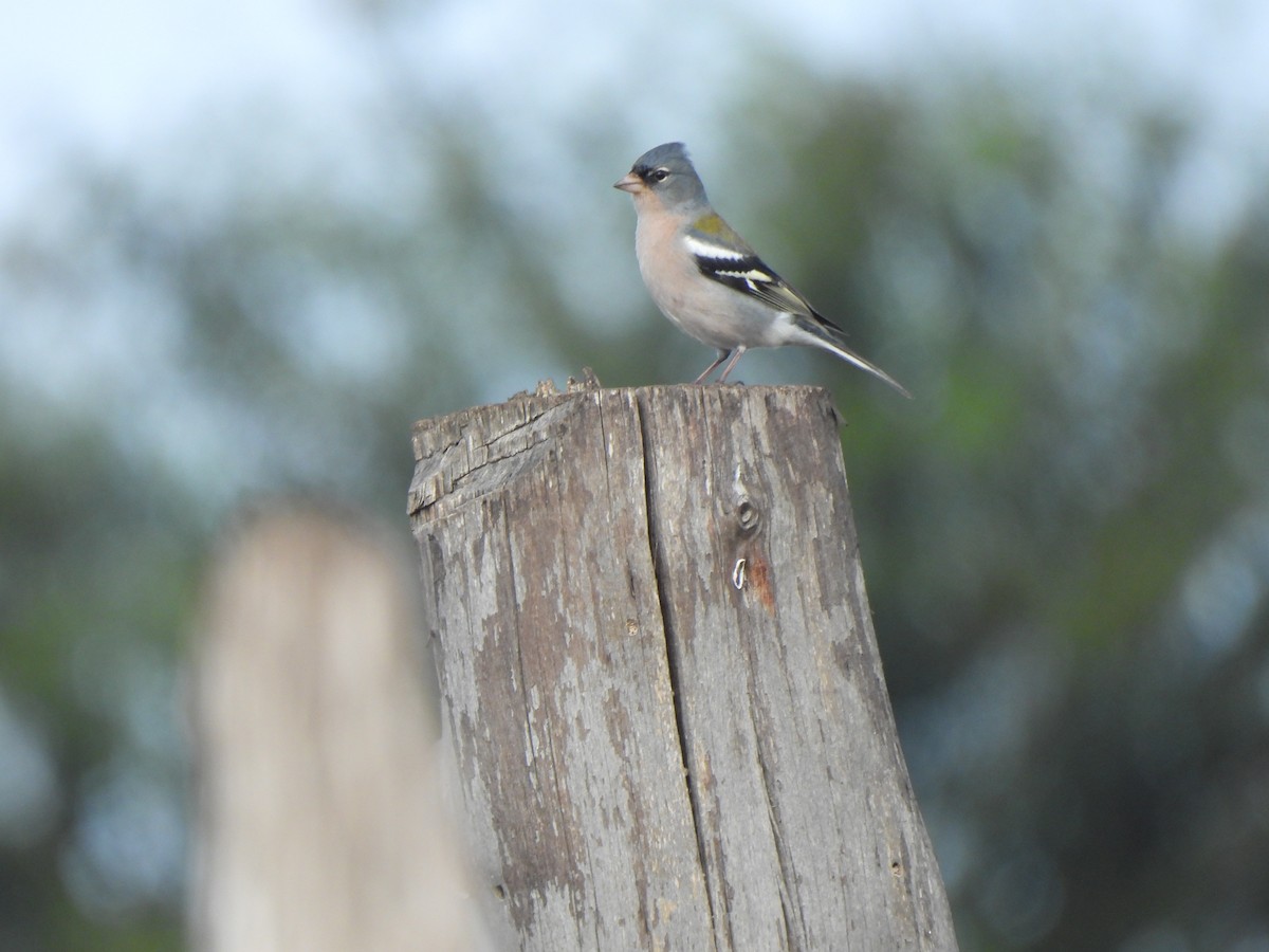 African Chaffinch (African) - ML647040386