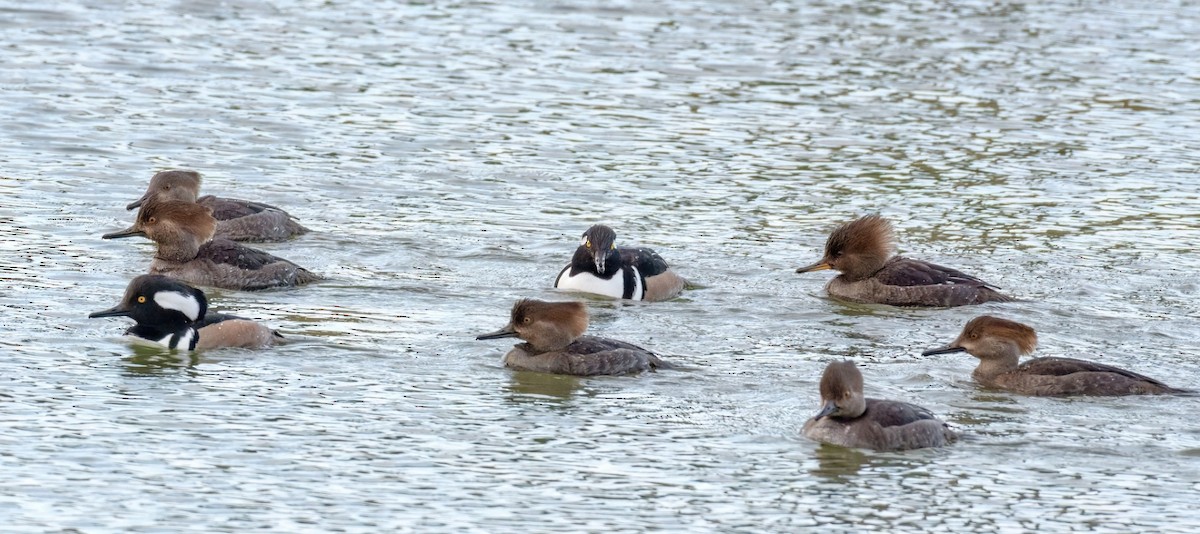 Hooded Merganser - ML647040388