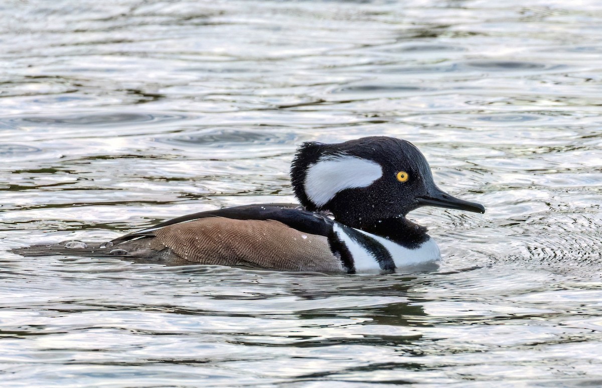 Hooded Merganser - ML647040389