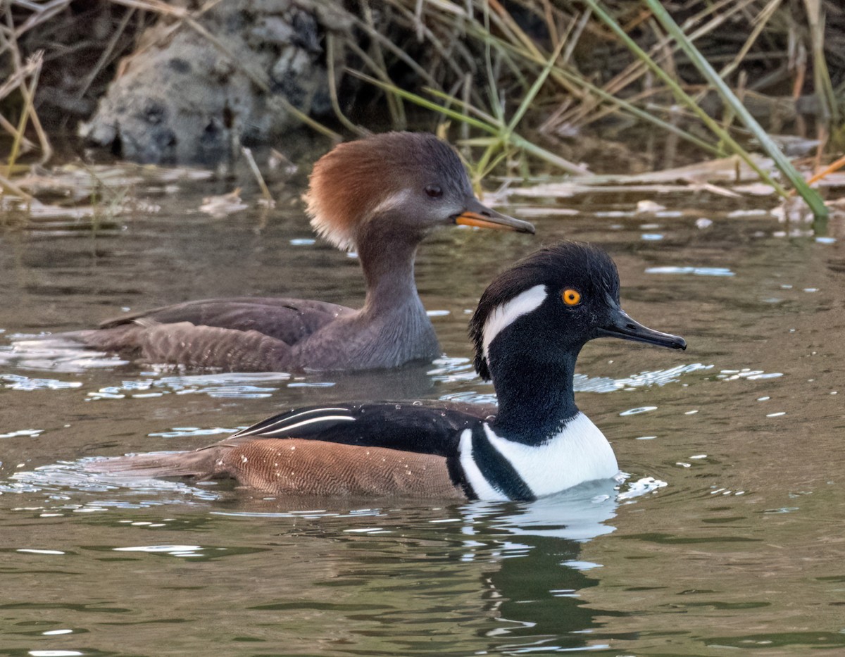 Hooded Merganser - ML647040390