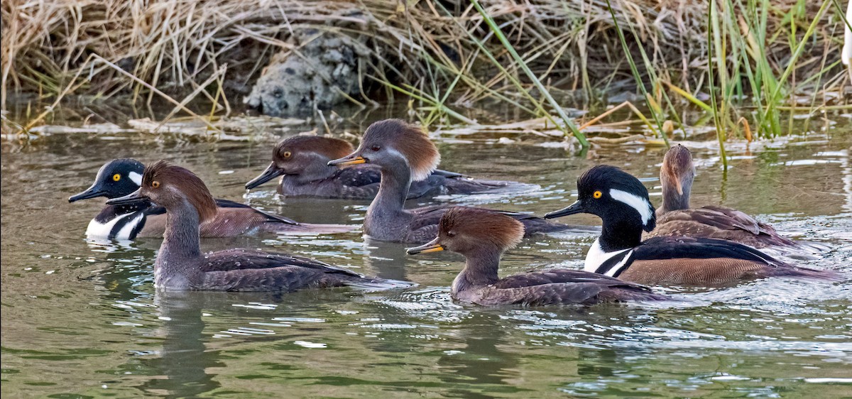 Hooded Merganser - ML647040391