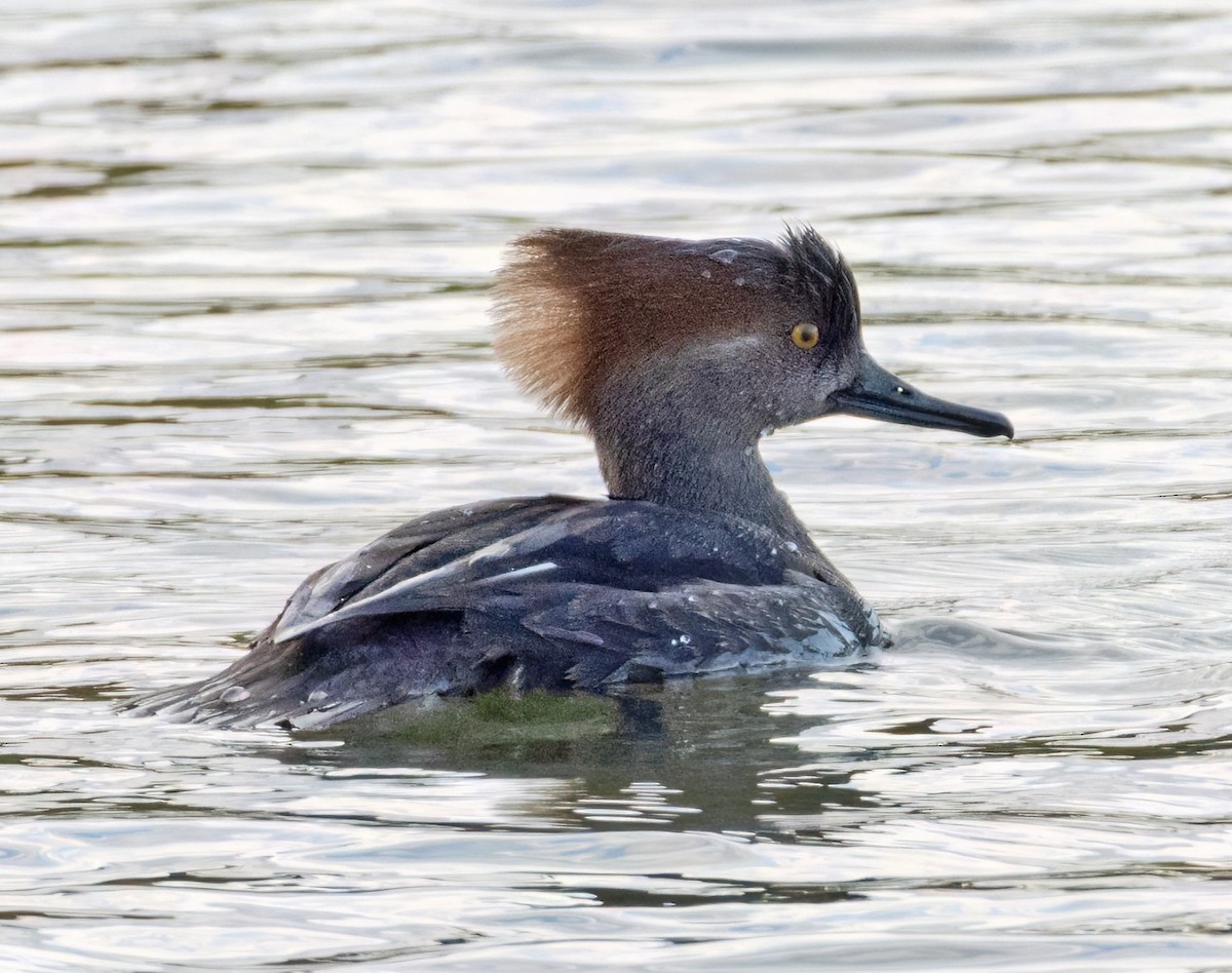 Hooded Merganser - ML647040392
