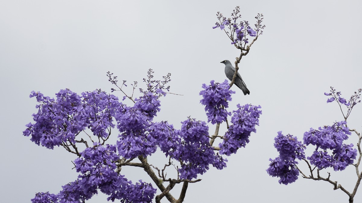 Barred Cuckooshrike - ML647040393