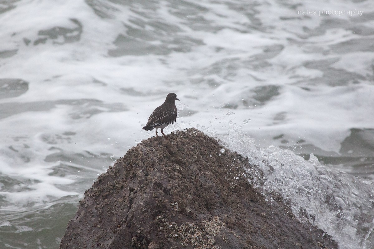 Black Turnstone - ML647040395