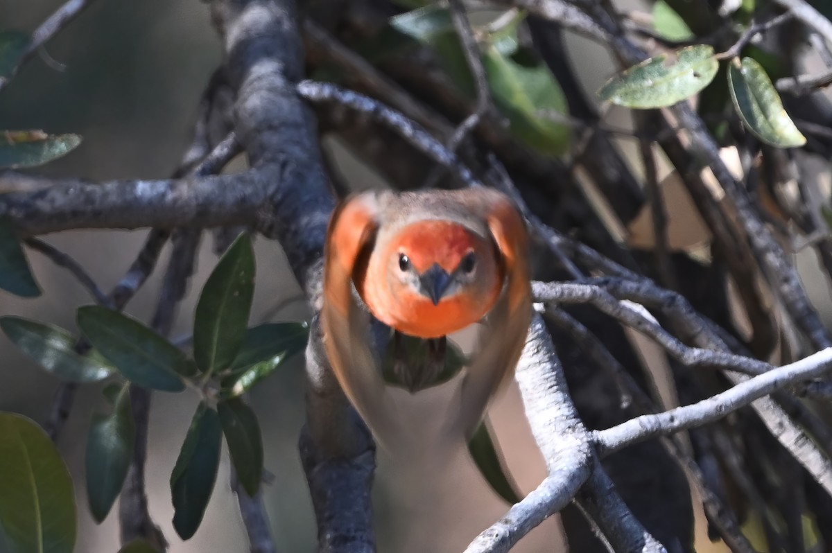 Hepatic Tanager - ML647040396